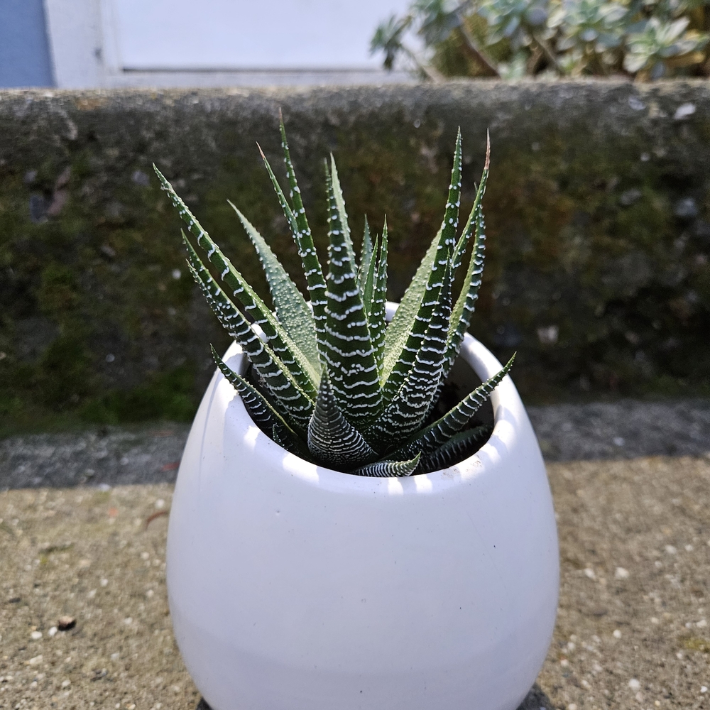 White Planter with Green Zebra Succulent